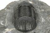 Black, Paralejurus Trilobite - Mrakib, Morocco #192779-4